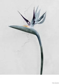 ViSSEVASSE Vee Speers - Botanic Series